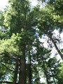 french river from hodges dam to webster aug 6 06 - BIG pines on our pitstop
